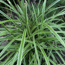 Carex variegata