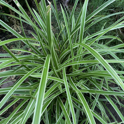 Carex variegata