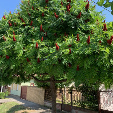 RHUS TYPHINA