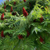 RHUS TYPHINA RHUS TYPHINA