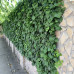 Hedera Helix