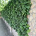 Hedera Helix