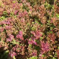 SEDUM SPURIUM SPLENDENS