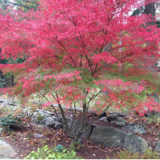 Acer palmatum "Seiryu"