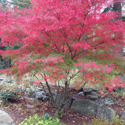 Acer palmatum "Seiryu"