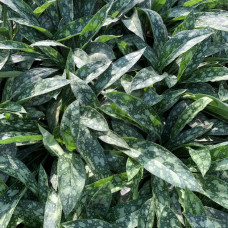 Pulmonaria "Seeds"