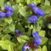 CERATOSTIGMA PLUMBAGINOIDES