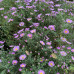Aster dumosus Kassel