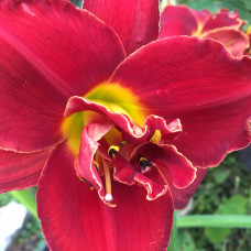 Hemerocallis 11