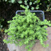 SEDUM ACRE „AUREUM“