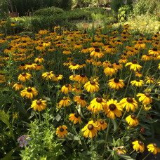 RUDBECKIA FULGIDA „GOLDSTURM“