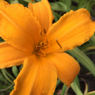 Hemerocallis 10