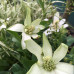  Anemopsis californica