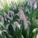 PENNISETUM ALOPECUROIDES