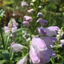 Physostegia virginiana "Rosea"