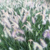 PENNISETUM ALOPECUROIDES „LITTLE BUNNY“