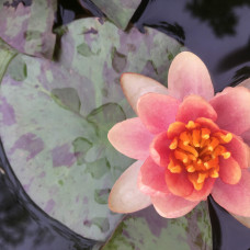 Nymphaea "Indiana"