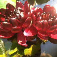 Nymphaea "Almost Black"