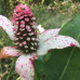  Anemopsis californica