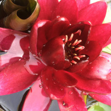 Nymphaea Pygmaea " Red"