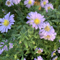 Aster 'Raydon's Favorite'