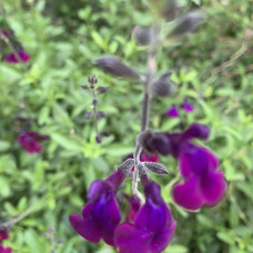 Salvia purple