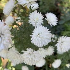 Aster beli visoki