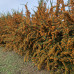 Pyracantha teton