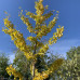 GINKGO BILOBA