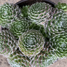 Sempervivum bela