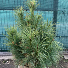 Pinus wallichiana
