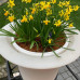 Narcissus - narcis