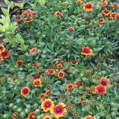 GALLIARDIA GRANDIFLORA „COBOLD“