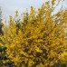 FORSYTHIA INTERMEDIA