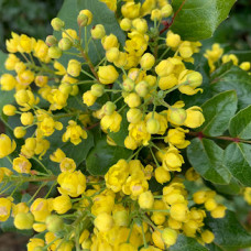 Mahonia aquifolium