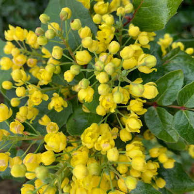 Mahonia aquifolium