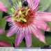 Passiflora "Anastasia"