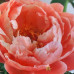 Paeonia "Coral Sunset"