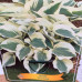 Hosta  "Firn Line"