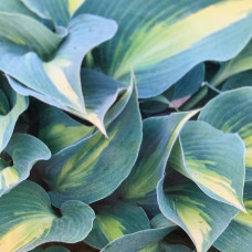 Hosta "Catherine"