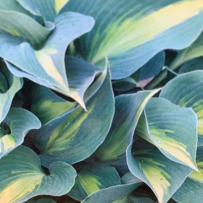 Hosta "Catherine"