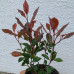 Photinia fraseri  "Chico"