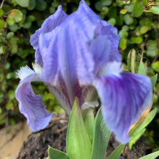 Mini iris plavi