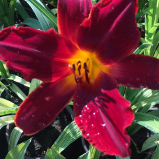 Hemerocallis 9