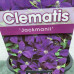 Clematis "Jackmani"