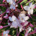 Jasminum officinale rosea
