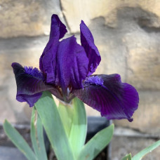 Iris tamno plavi