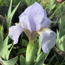 Iris mini svetlo plavi