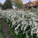 SPIRAEA VANHOUTTEI