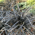 Ophiopogon japonicus Black